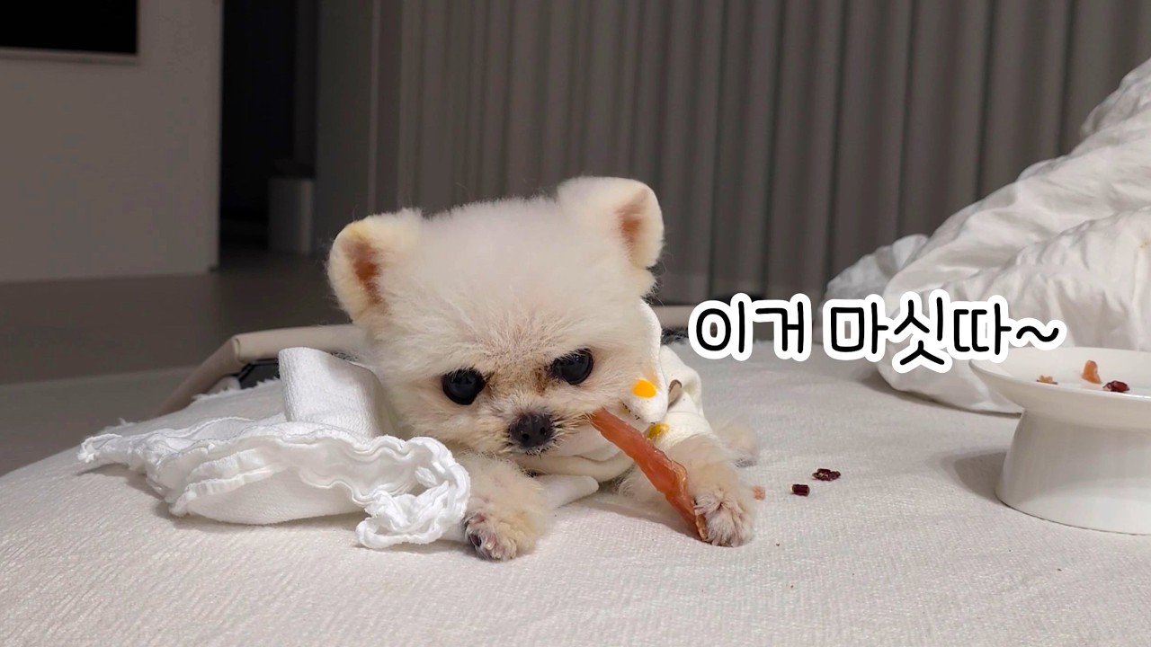 드디어 우리 집에 강아지 두 마리가 됐어요!