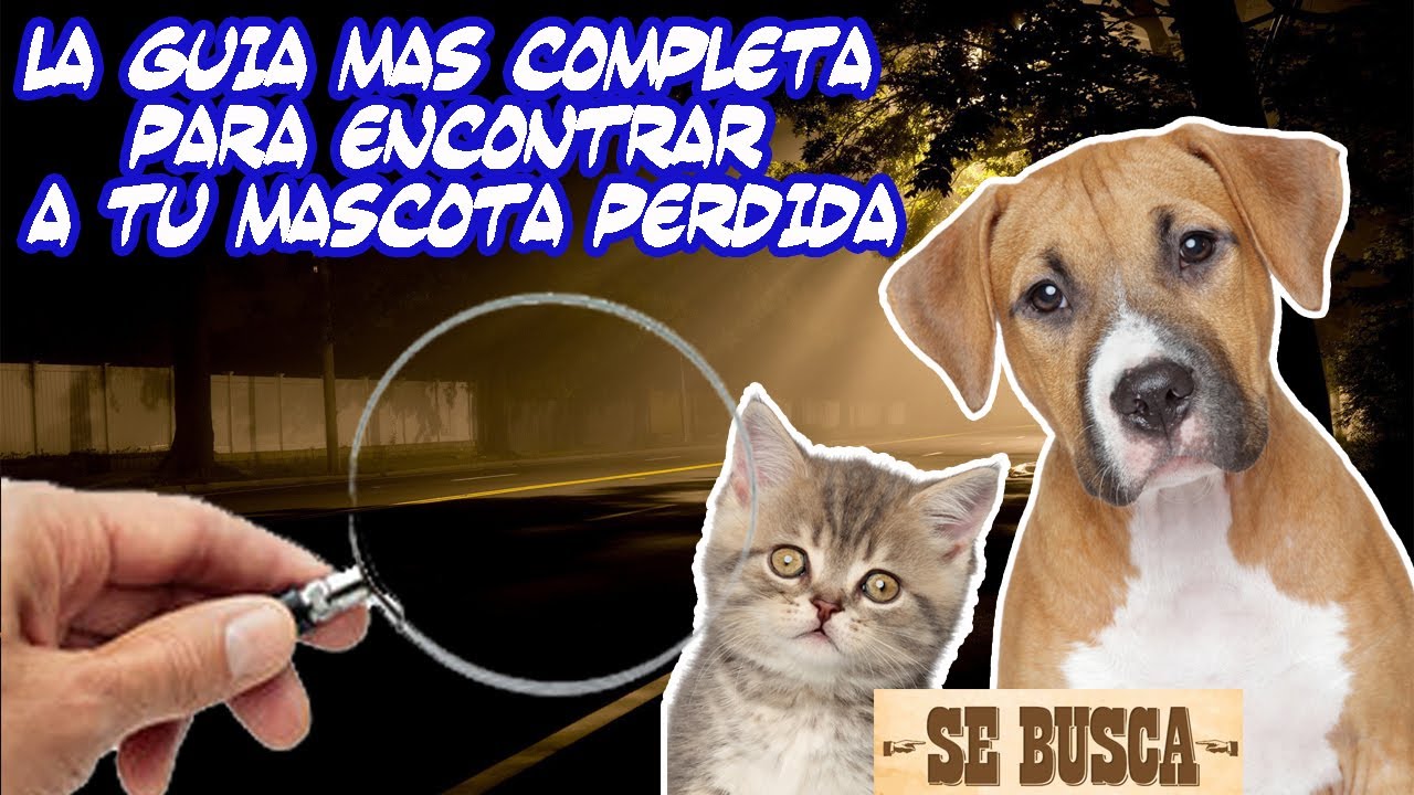 ¿Cómo Encontrar a tu Mascota Perdida (Gato o Perro)? La Guía Más Completa - SiamCatChannel