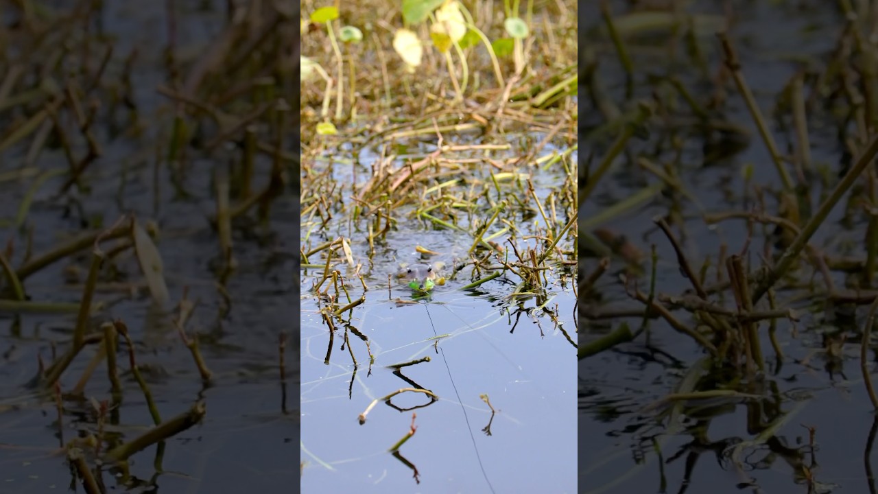 Froggin 🎣
