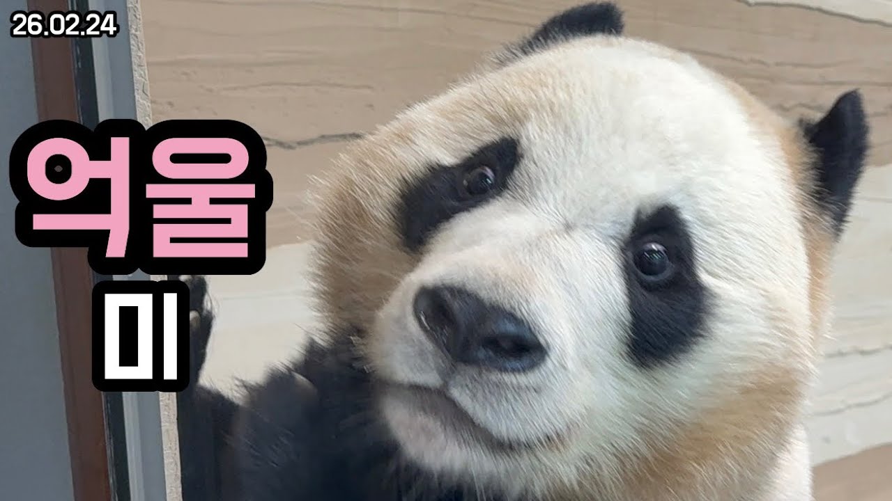 26.02.24 귀는 후끼인데 표정은 억울미 가득🥰🩷
