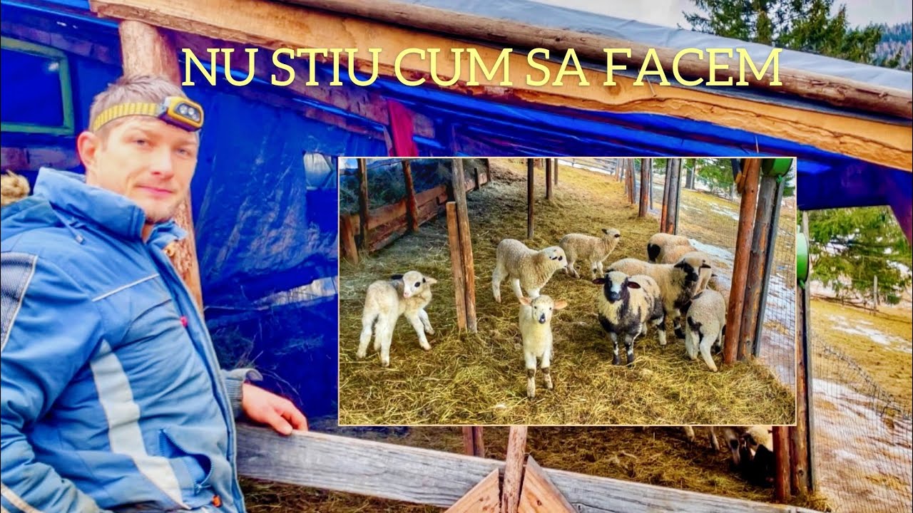 Miei şi oi - cum reușim să-i separăm? Încercăm part 2 