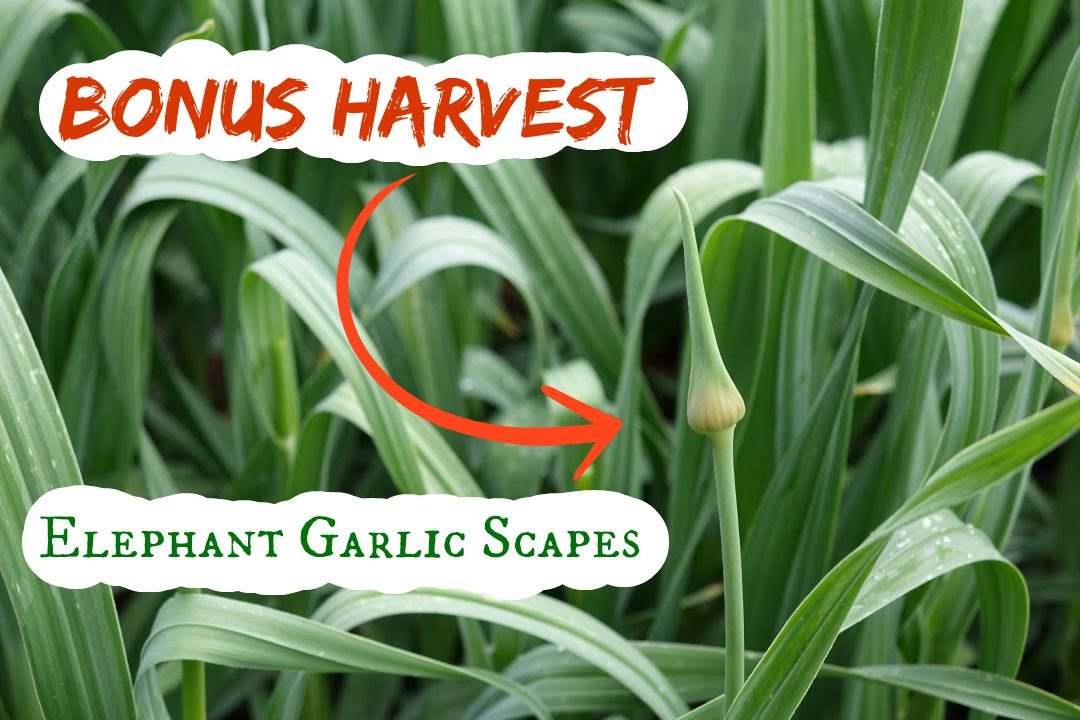 Elephant Garlic Scapes: picking, freezing, impact on garlic harvest
