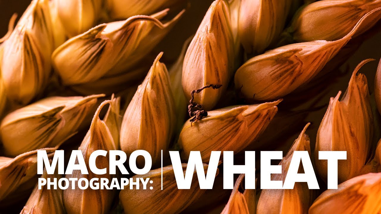 Creative wheat macro photography with colourful LED lighting