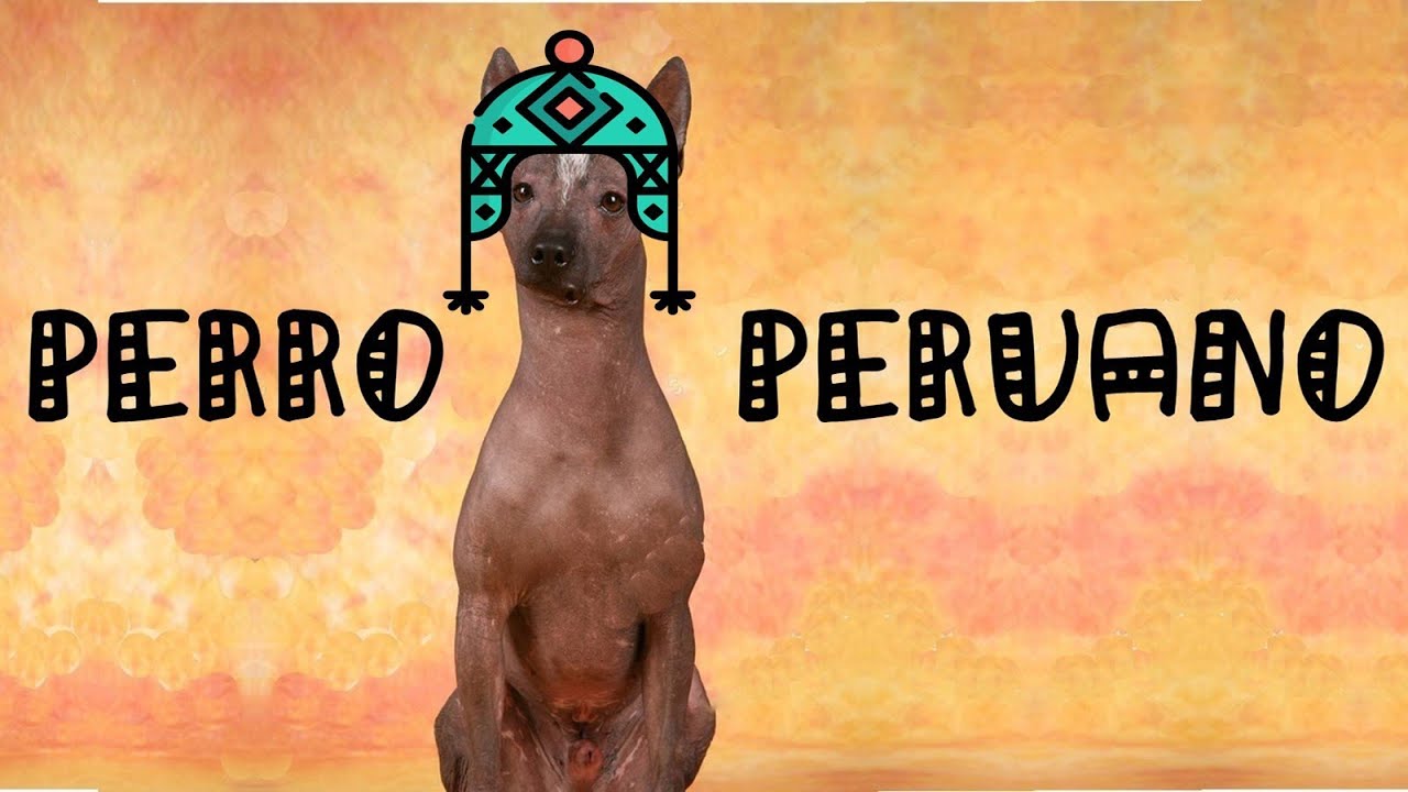 PERRO PERUANO 🐶🇵🇪 PATRIMONIO NACIONAL #perroperuano #perros #perú #patrimonionacional 
