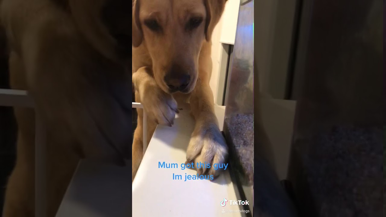 #labradorpuppy#jealousdog#miloandfriends#Dogtv