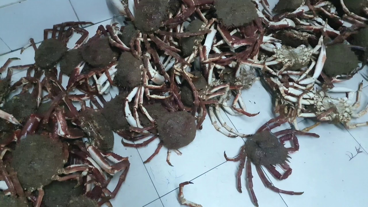 Une petite visit à Oualidia ainsi que L ARAIGNEE GOURMANDE