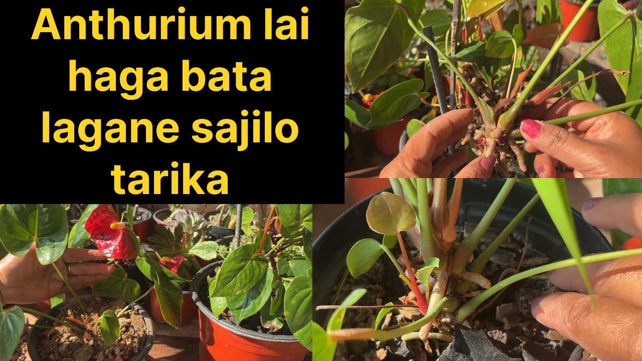 Anthurium Ko kasto haga kasto matoma lgaunu ?/ Anthurium propagation complete video 
