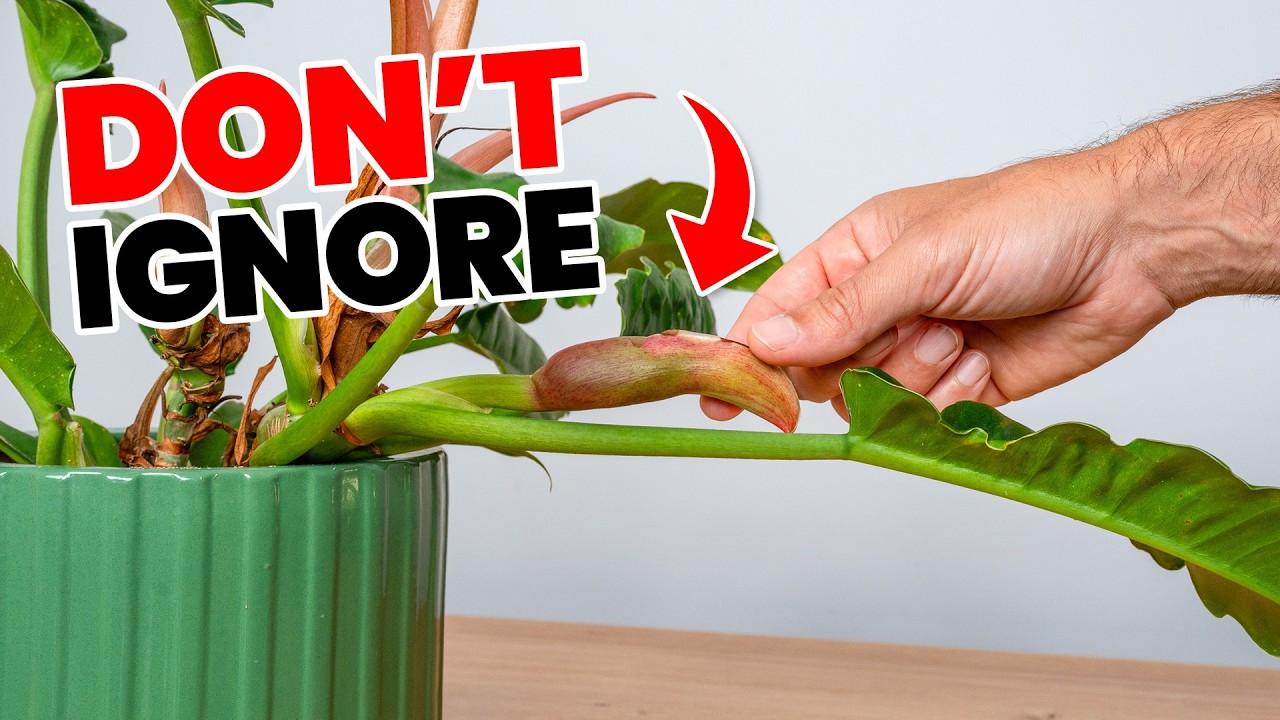 Never Ignore These Plant STRESS Signals