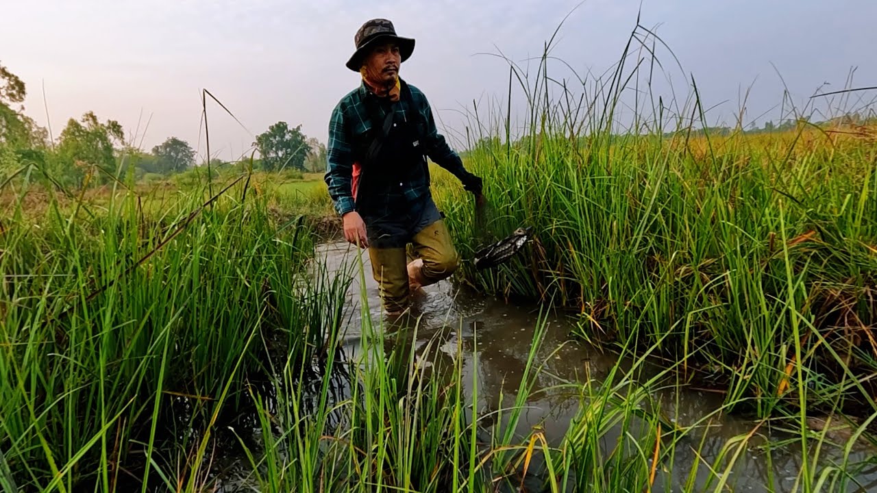 ใส่เบ็ดหน้าแล้งสูตรพิเศษด้วยเหยื่อแมงกระชอนปลาช่อนกินดีอึกแล้ว#fishing #fishingvideo 