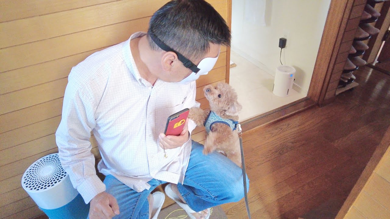 大好きなジィジとバァバを独り占めして嬉しさが溢れる犬【トイプードル】