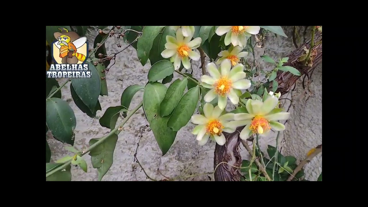 Ora-pro-nóbis de 40 metros e 10 colmeias de Jataí