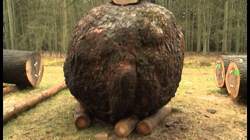 Bestes Holz aus MV kommt unter den Hammer