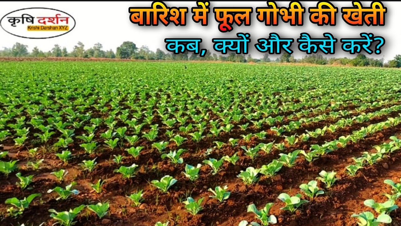बारिश में फूल गोभी की खेती कब और कैसे करें? Cauliflower farming in rainy season 🌿🌳🌲