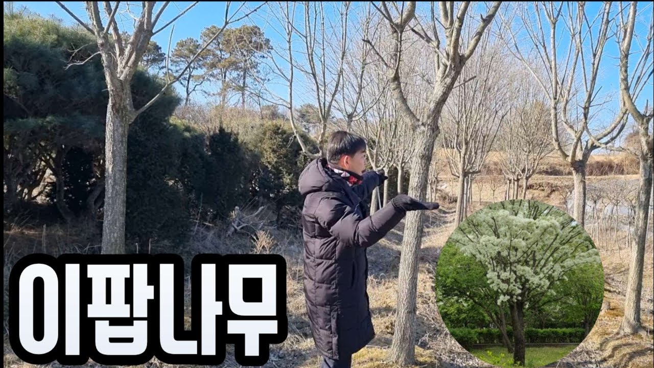 “왜 아직 안 팔렸지?”  충남 논산 A급 이팝·반송·주목·산수유 전부 공개 010-6342-9969  #이팝 #반송 #주목 #산수유