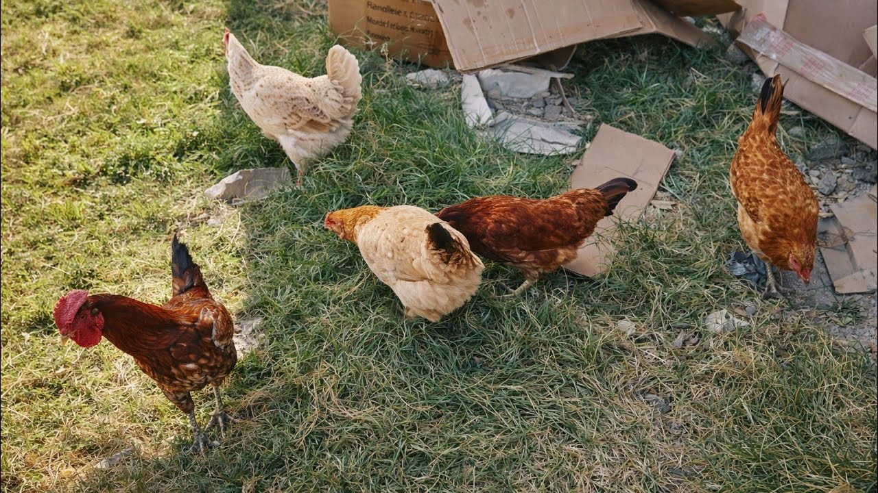 Bast Morgan moment enjoying your farming 🧺🐓🫘 so amazing and the Bunny 🐇🐰#foryou #chicken #viral #bts