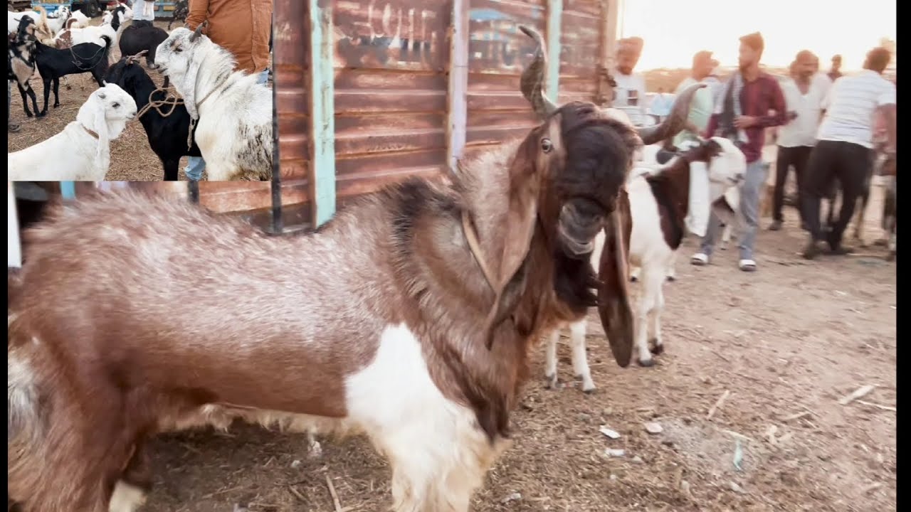 Rajasthan bakra mandi Tonk goat market live updet cover with price 17 april 2024