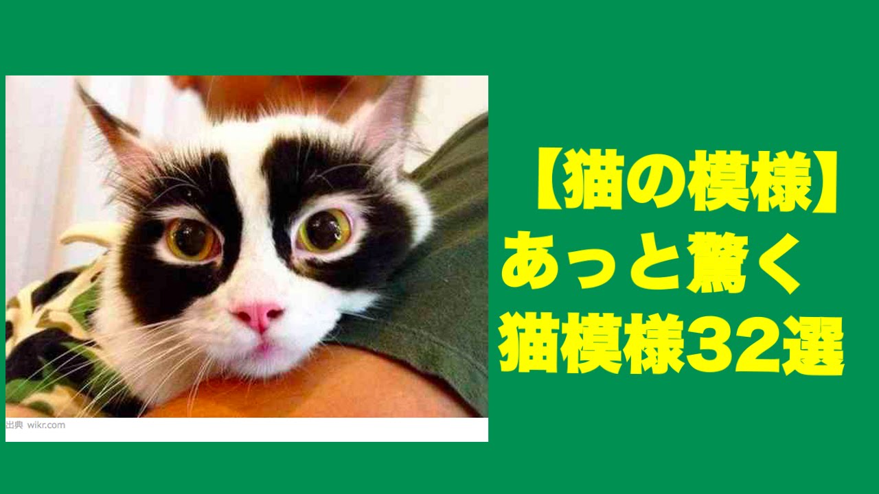 【猫の模様】あっと驚く猫模様32選　Pattern of cat　猫格局　 고양이 모양