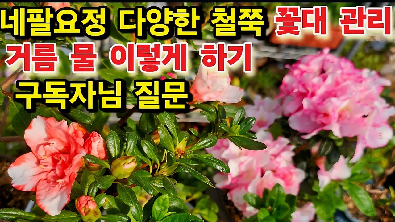  #네팔요정 #철쭉 #아젤리아 꽃 풍성하게  피우는 방법 #물 거름 관리 