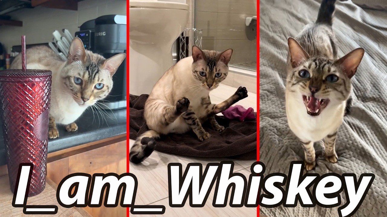 I am Whiskey Funniest Moments - Cat TikToks 2025
