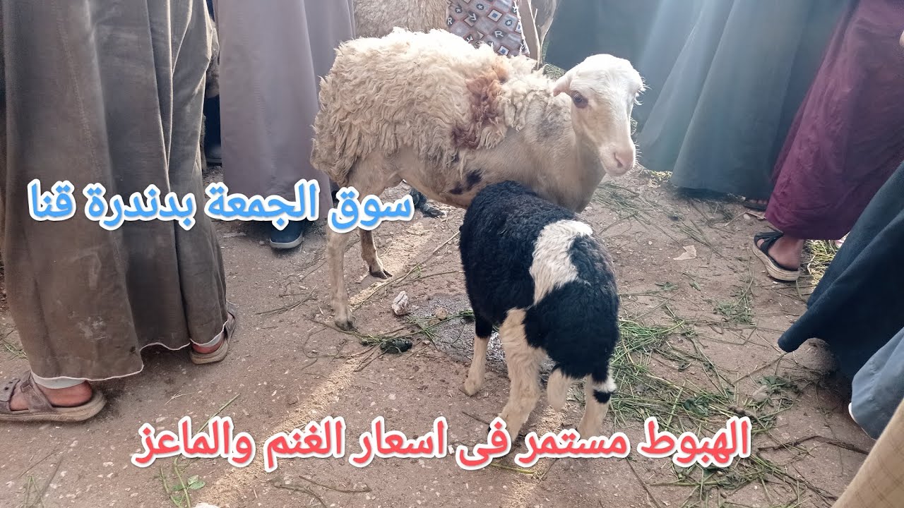 الغنم والماعز وخرفان قانى والحم بسوق الجمعة بدندرة ✅ قنا 