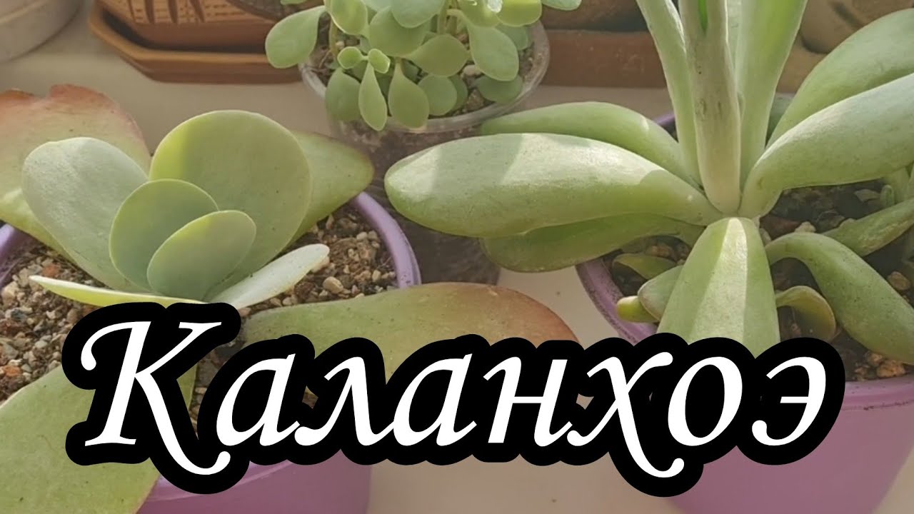 Пересаживаю каланхоэ Kalanchoe #kalanchoe #succulent