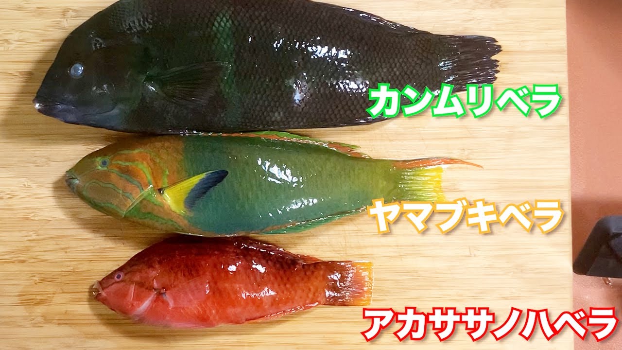 色とりどりの3種のベラを食べ比べてベラベラ語ってみた