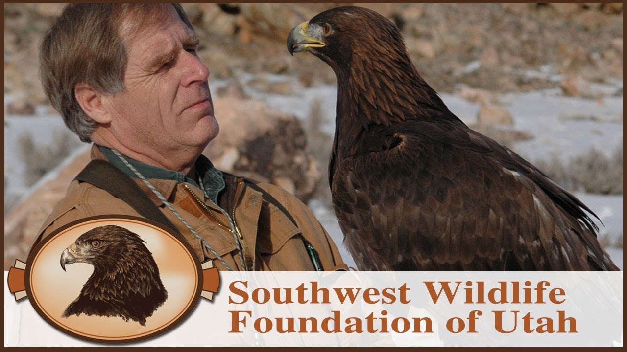 My Own Personal Eagle | Falconry | Golden Eagle Rescue