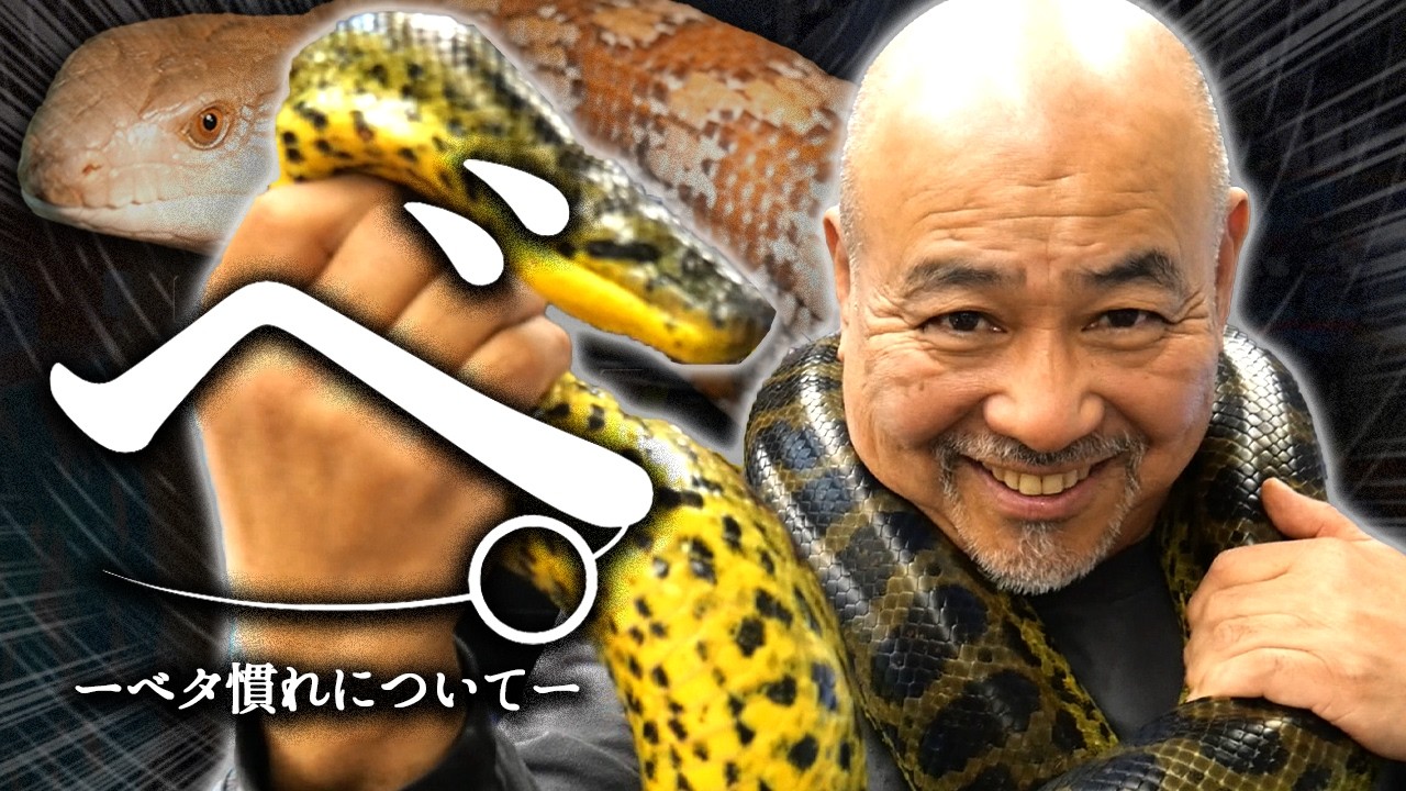 お店にいるベタ慣れの爬虫類達を紹介します