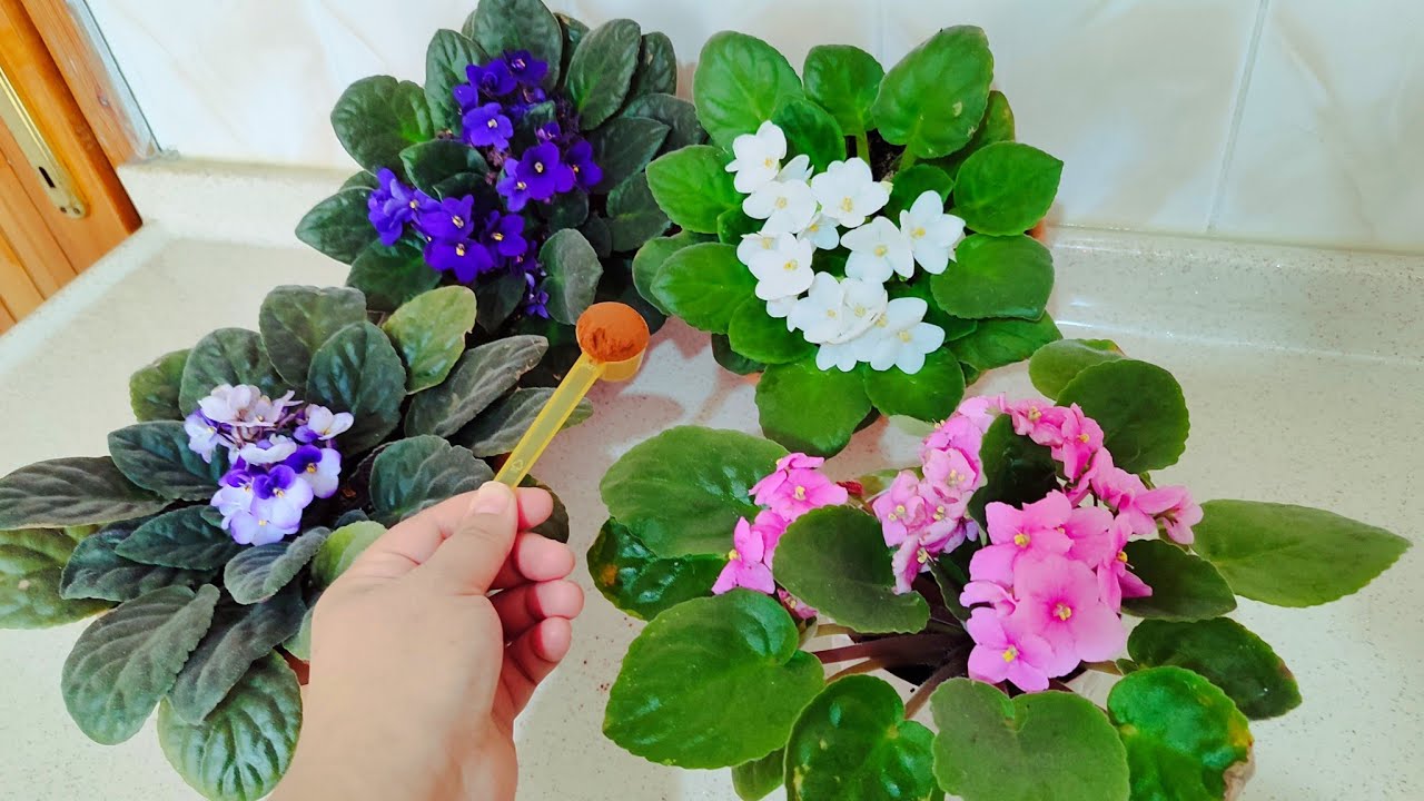 Menekşe bakımı Kış Gelince Menekşelere bunu yaptım 😳 Şok oldum #çiçeklerim  #çiçekbakımı #flowers