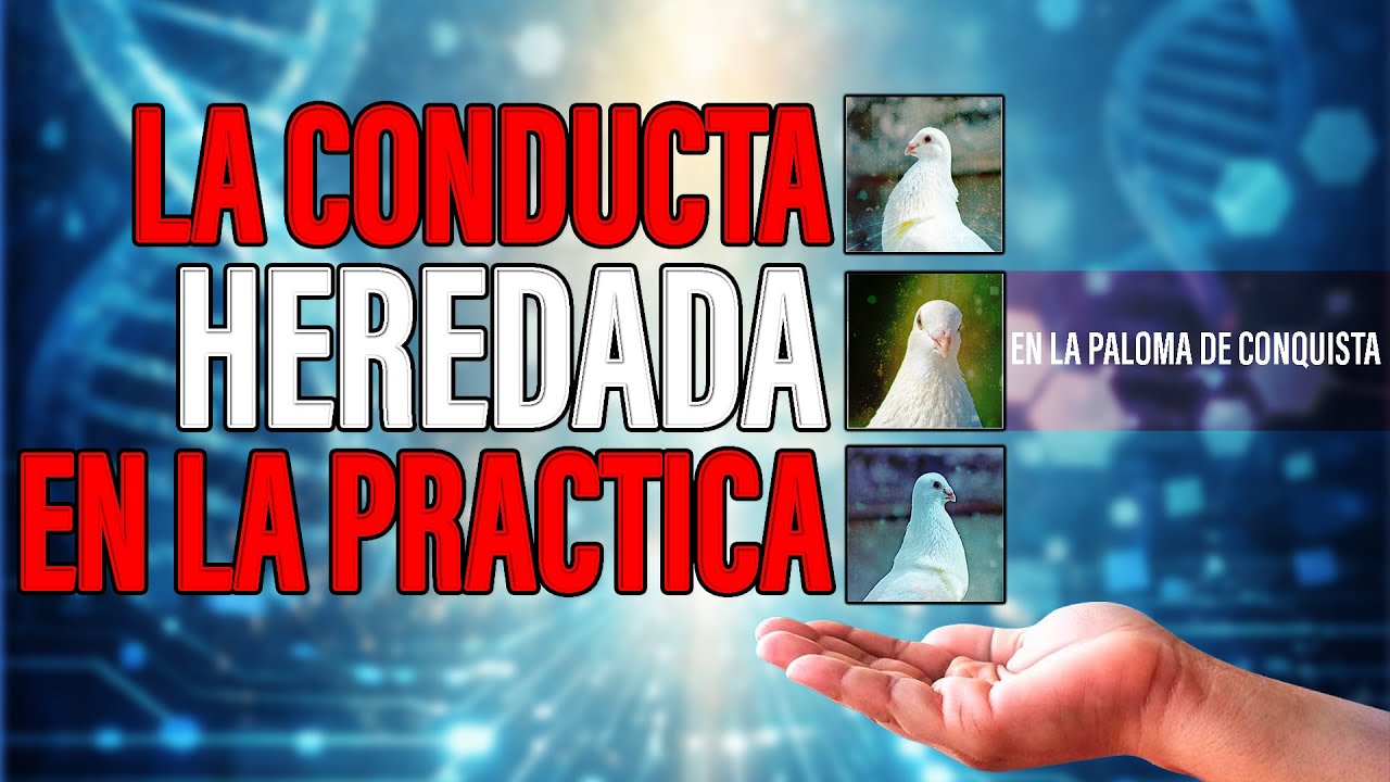 LA CONDUCTA HEREDADA, APLICACION PRACTICA