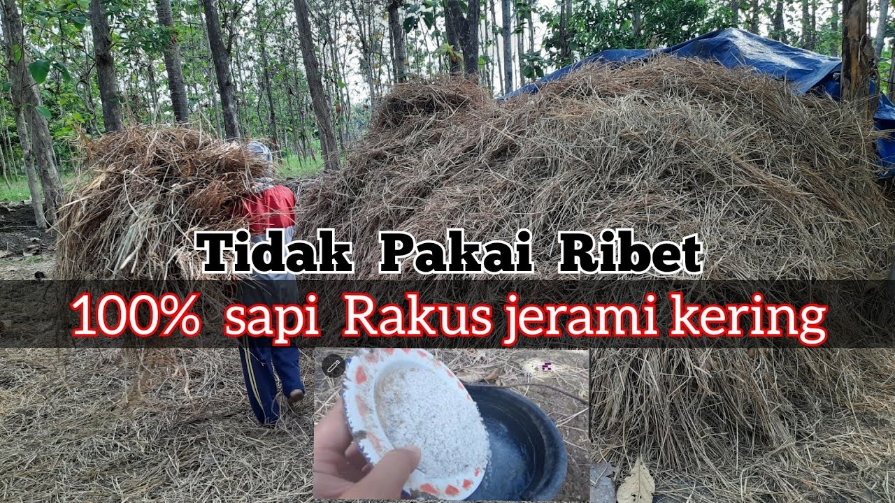 CARA GAMPANG PROSES JERAMI KERING UNTUK PAKAN SAPI, DENGAN BAHAN SEDERHANA. #fermentasipakanjerami