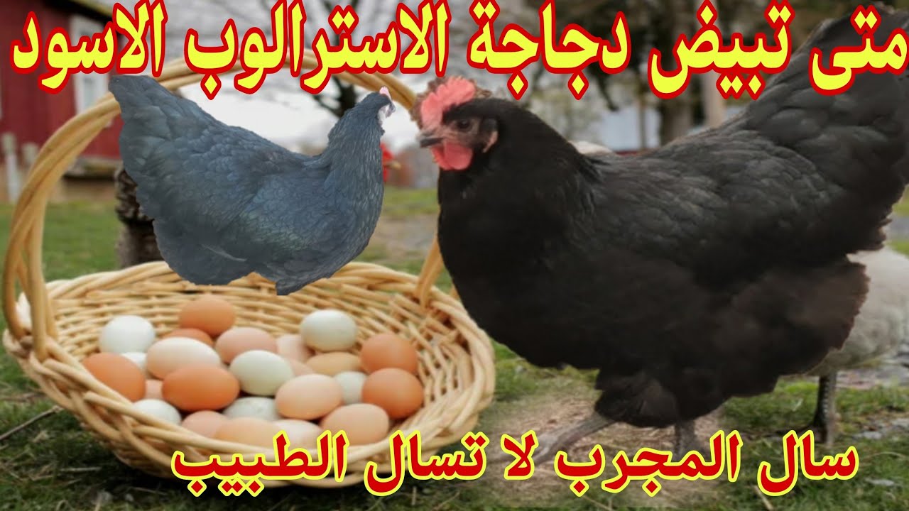 سؤال مهم متى تبيض دجاجة الاسترالوب الأسود سال المجرب لا تسال الطبيب