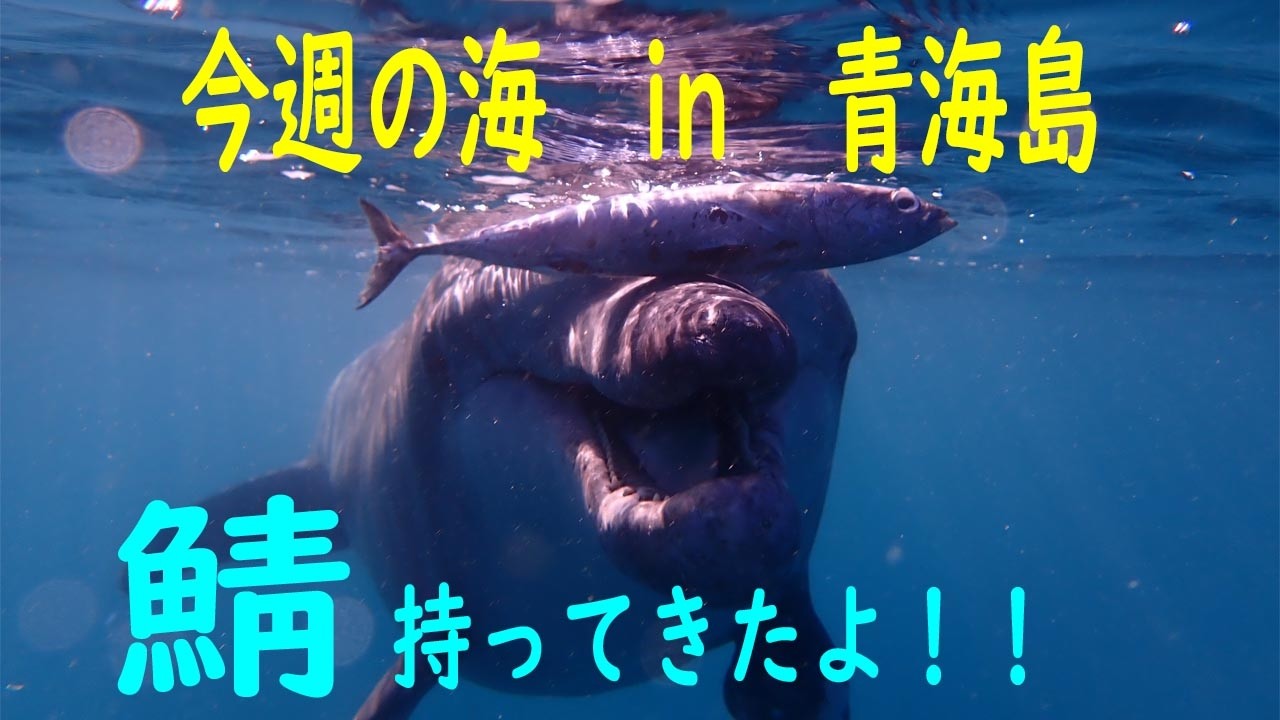 山口県　青海島　今週の海　vol.432