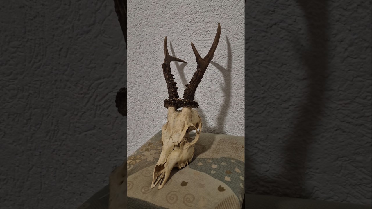 Lovci, koliko godina dajete ovom srndaću po rogovim? #lov #srndać #hunting #roebuck