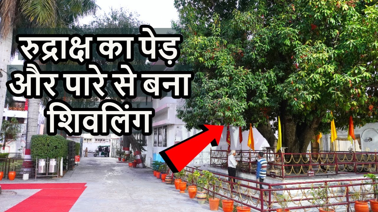 150 kg पारे से बने है शिवलिंग और 450 वर्ष पुराना रुद्राक्ष पेड़ | Mercury Shivling | Parad Shivling