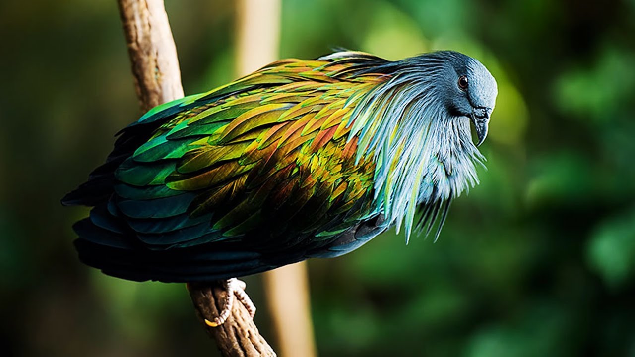 10 Most Beautiful Pigeons In The World