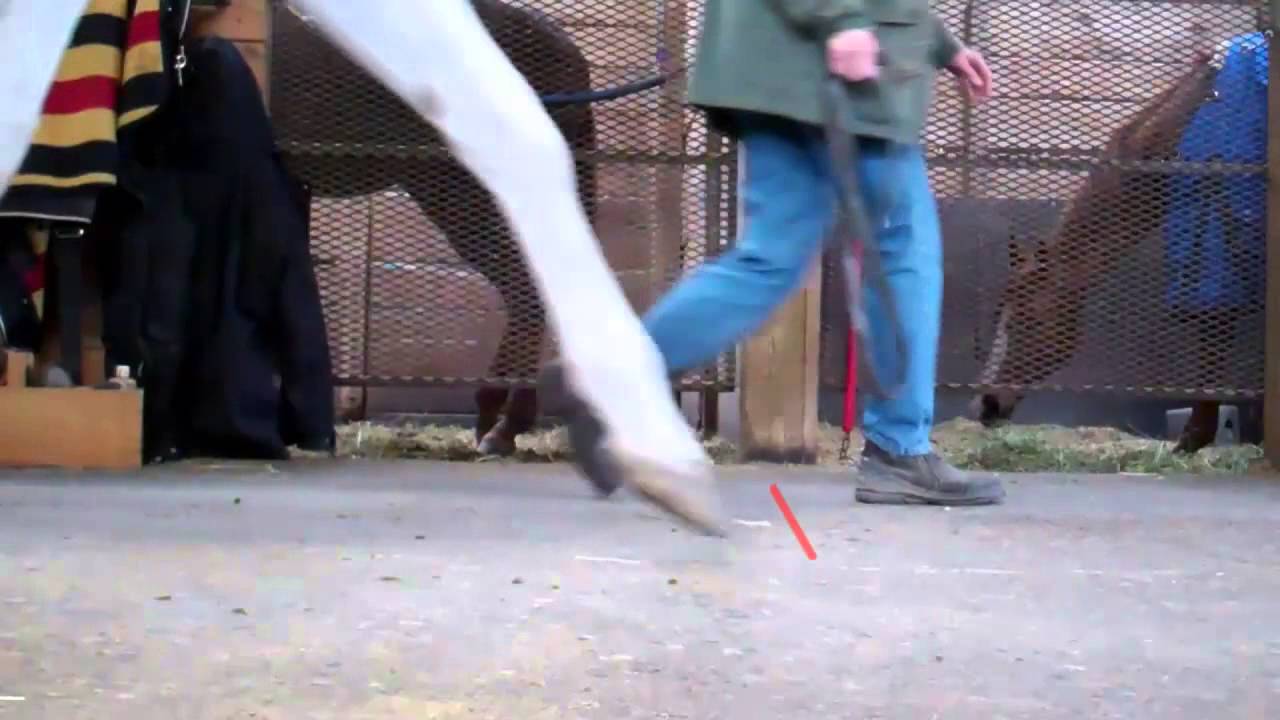 Understanding the Difference: The Three Types of Hoof Landings