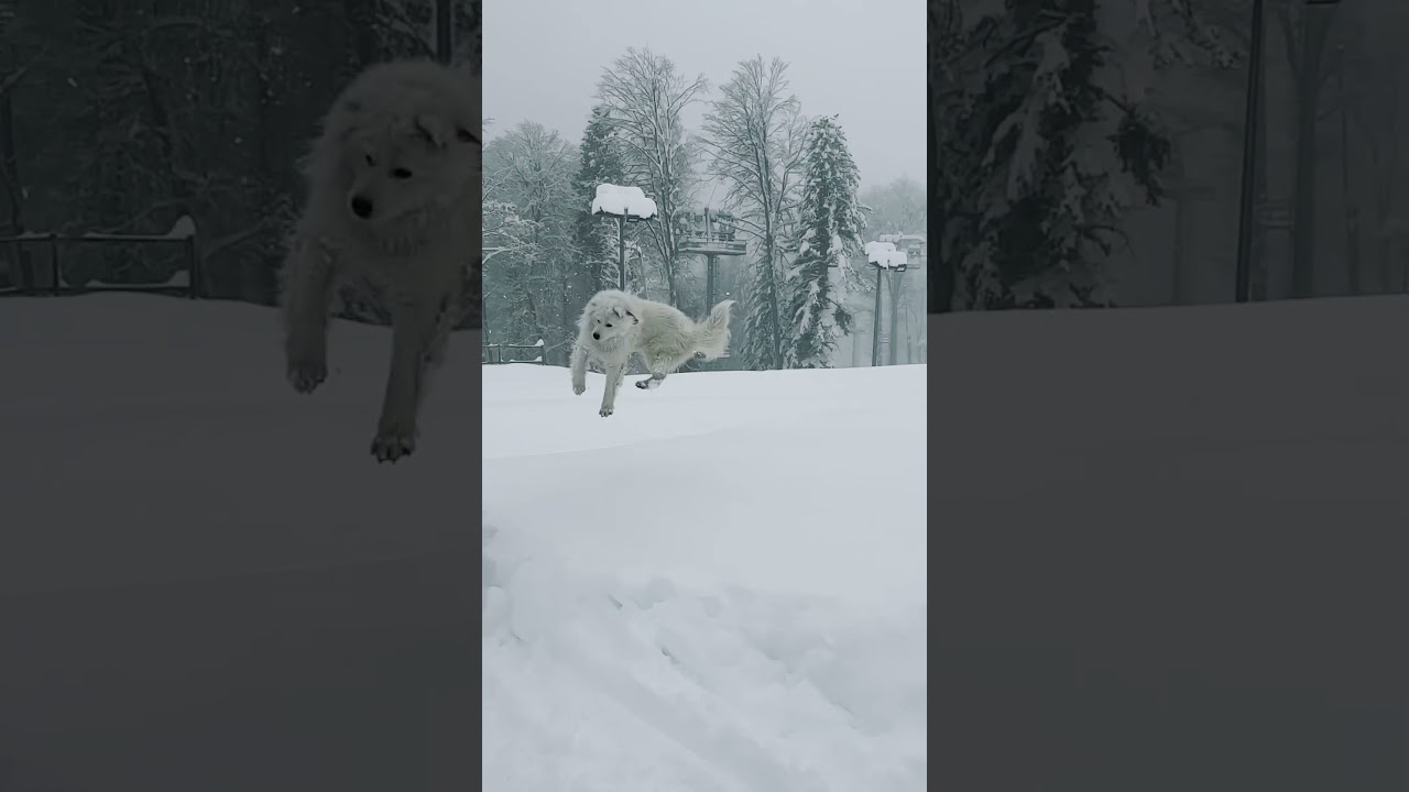 He loves snow ⛄️ #dog #samoyed #snow #snowfall #ski #skiresorts #winter #white #whitedog