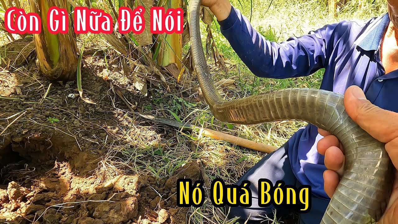 Hổ Mang Quá Hung Chúc Nữa Là 7 Thảo Bị Dính Cái Nanh Nó Rồi | Mười Thương SB