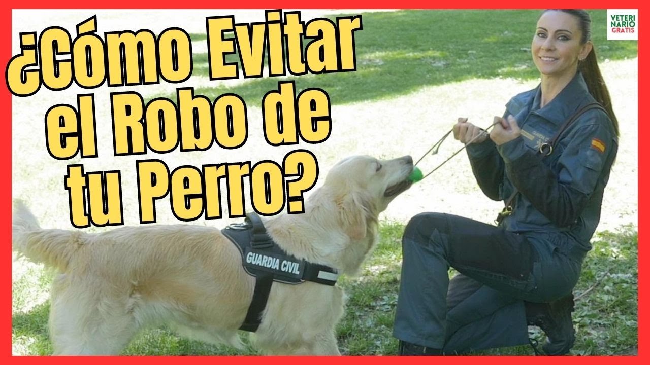 🚨 ¿CÓMO EVITAR EL ROBO O SECUESTRO DE PERROS? 🚨