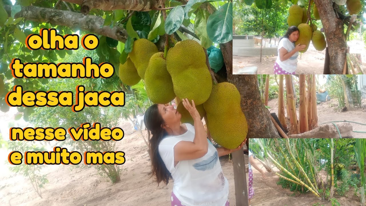 Pés de jaca seriguela laranja e muito mas velha ver essa beleza do sítio 