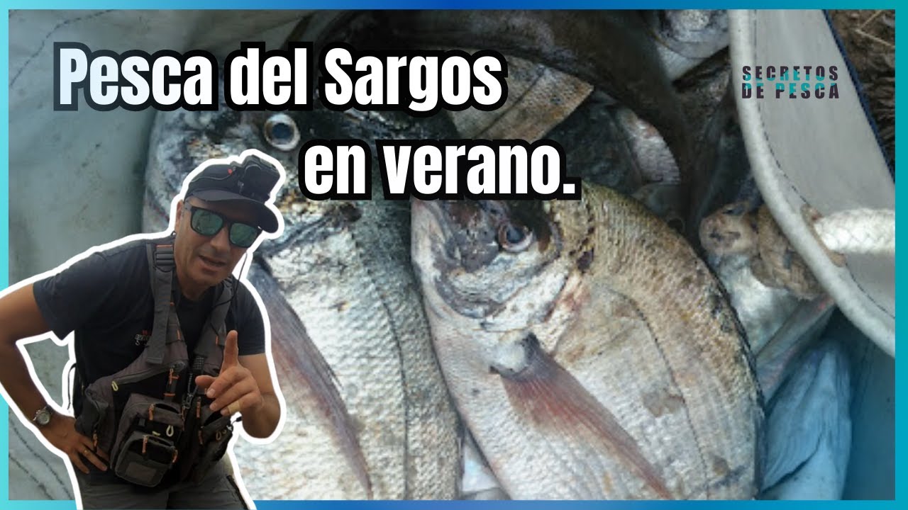 PESCA de SARGO en VERANO con Técnicas de EXPERTOS