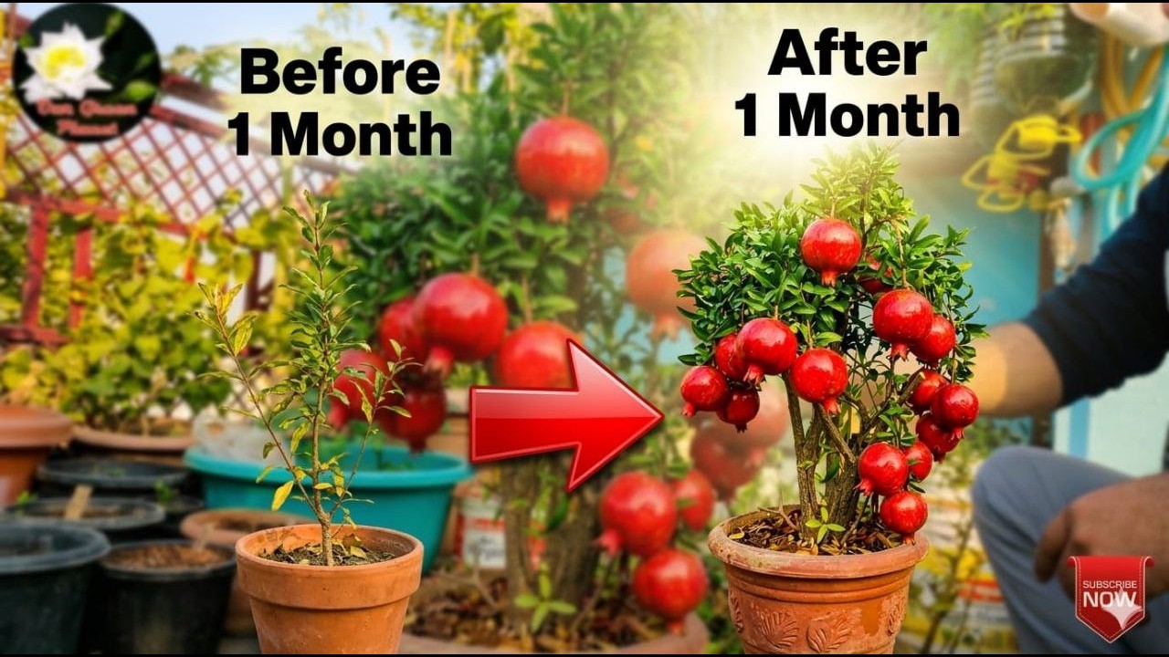 Gamle Me Anar Ugane Ka Sabse Aasan Tarika | Pomegranate Gardening || अनार नहीं आते - ये  TIPS अपनाएं