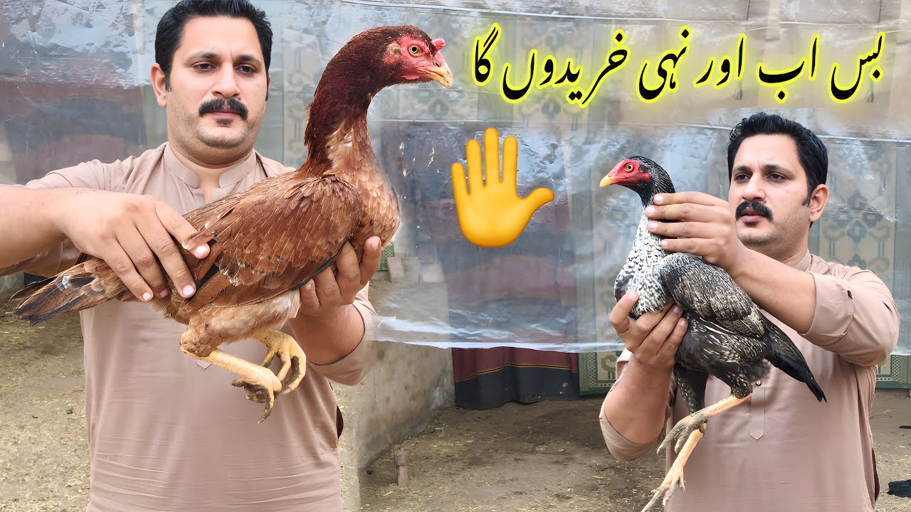 Pure aseel murgi/murga #aseel #hen #murga