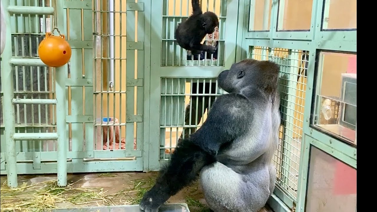 父ちゃん、これ僕のだからあげないよ！⭐️ゴリラ gorilla【京都市動物園】Dad! This is my food so I won't give it