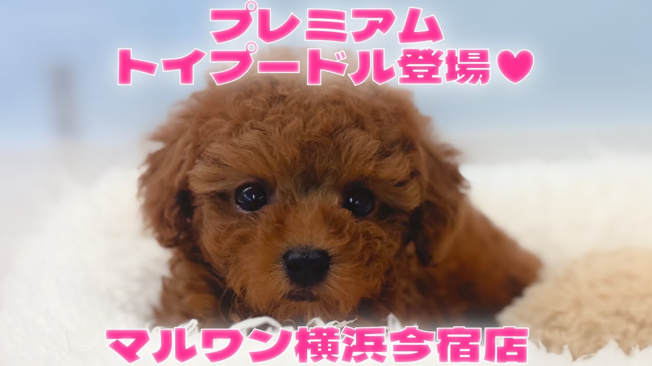 【トイプードル】濃厚レッドカラーの小さめサイズ！プレミアムな女の子が神奈川に登場♥