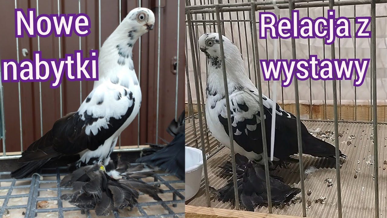 Nowe nabytki i krótka relacja z wystawy w Tomaszowie Mazowieckim 😁