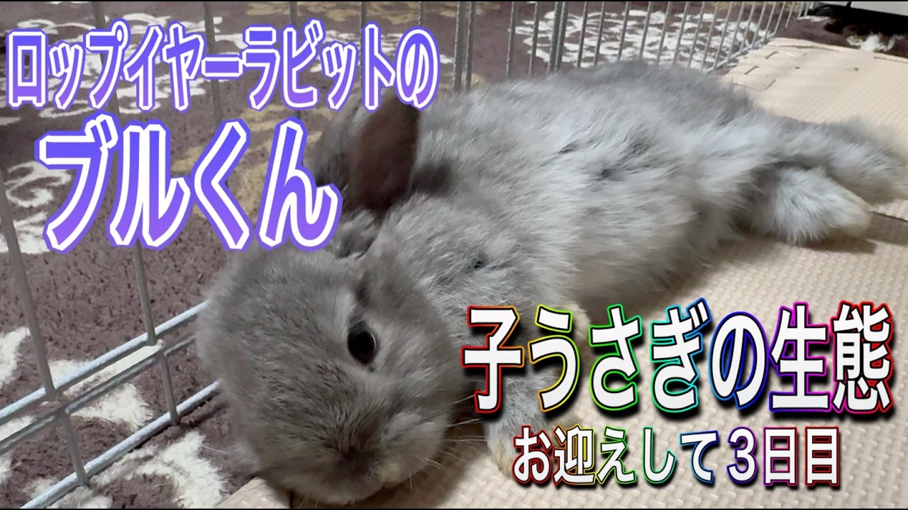 ロップイヤーラビットのブルくん。まったり休憩中。幸せそー。