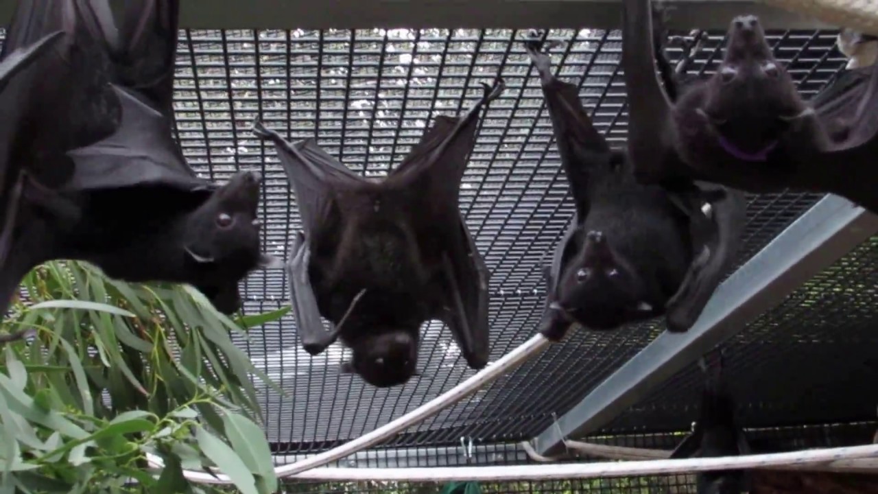 Scary tree branch frightens baby bats