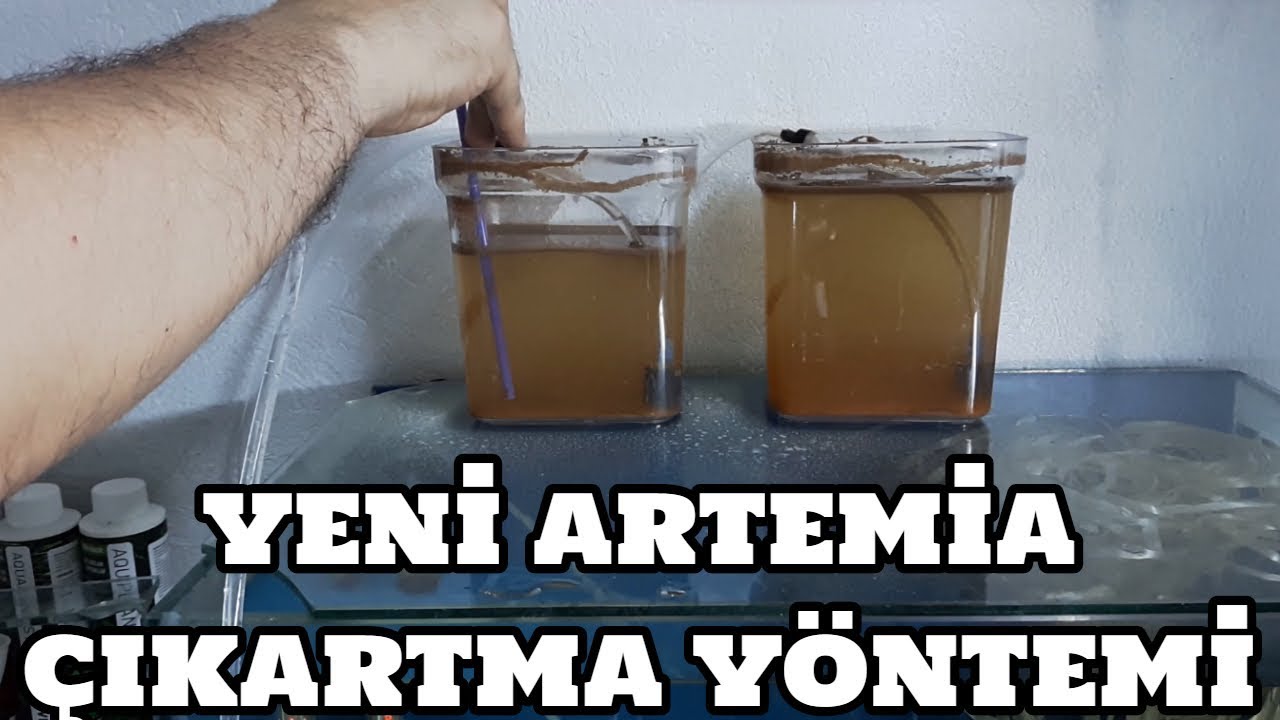 Yeni Artemia Çıkartma Yöntemi